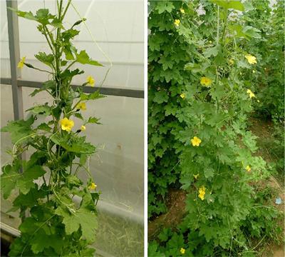Molecular mapping of genomic regions and identification of possible candidate genes associated with gynoecious sex expression in bitter gourd